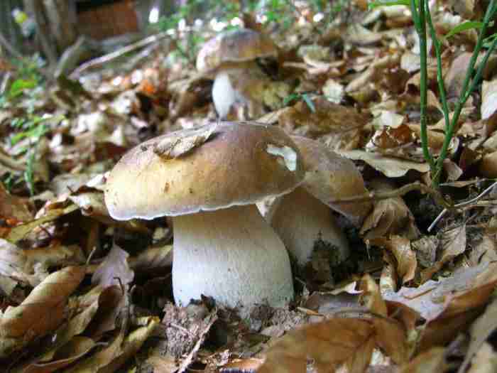  Image name: 230 Porcino.jpg 
 width: 700 pixel 
 height: 525 pixel 
 Size: 27017 bytes 
 Click to enlarge 